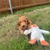 daily.golden.goose