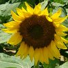 sunflowers4power