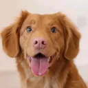 @puppiesandkittens79