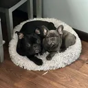 @bennyandalfie