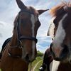 lottievlogs_horses
