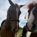 @lottievlogs_horses
