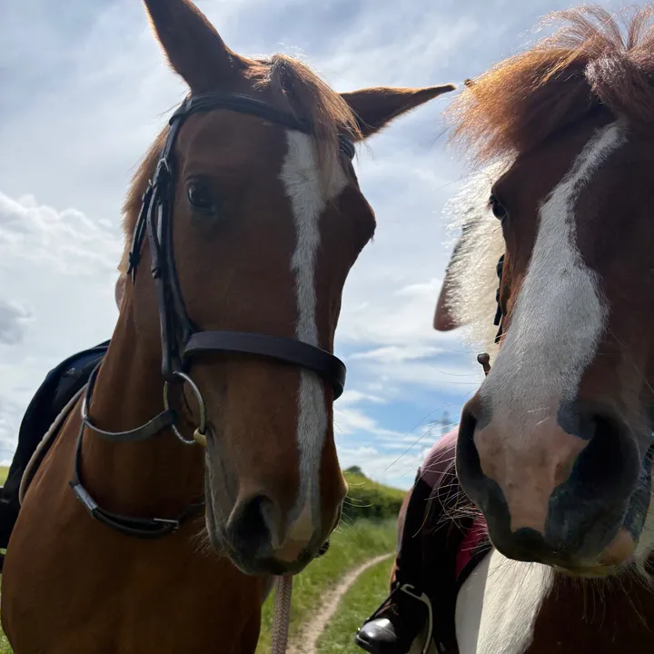 lottievlogs_horses