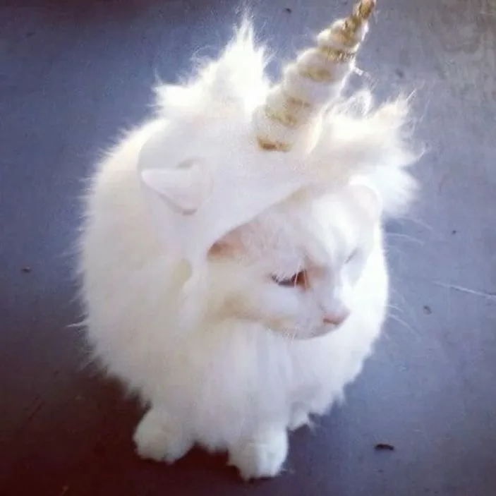 uwufairykittenprincess