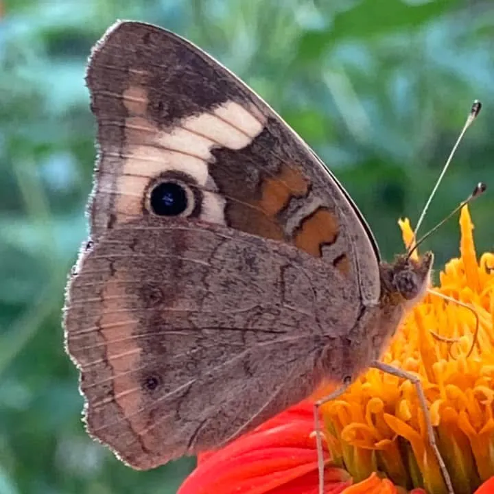bipolarbutterfly76