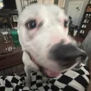 @whatitdofufu