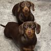 ciciolive_mini_weiners