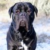 sportingcanecorso