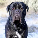 @sportingcanecorso