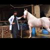 drwahabvet