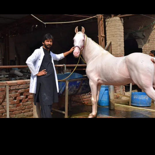 drwahabvet