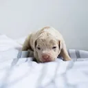 @bandobaby026