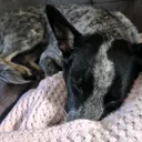 @cattledogabby