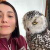 ariannacervellivet