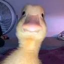 @meguff