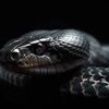 cobra_nex23401
