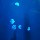 @comet.tourmaline