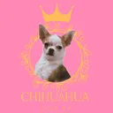@chihuahuaclub_ua