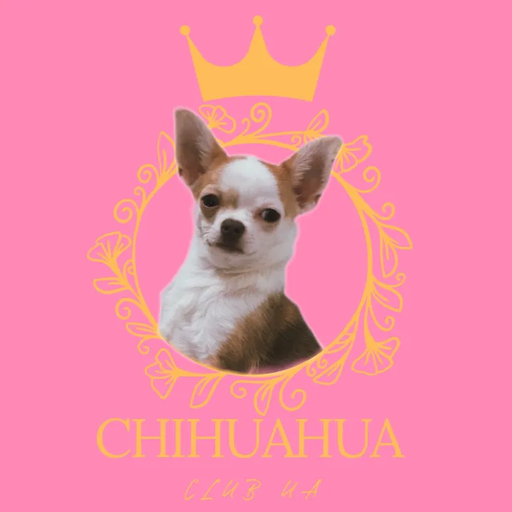 @chihuahuaclub_ua