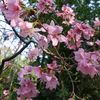 bunga_sakura024