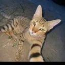 @porang388