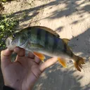 @pavlo_yanovskiyy