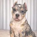 @houseofcyrie
