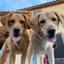 @arizonadogs