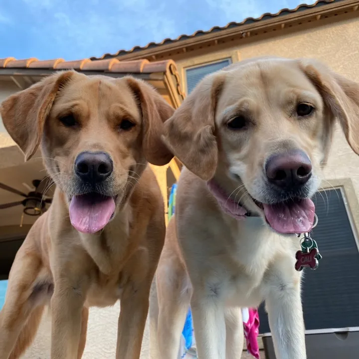 @arizonadogs