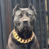 loyal_pantherr