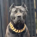 @loyal_pantherr