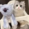 kitten6725