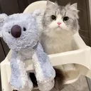 @kitten6725