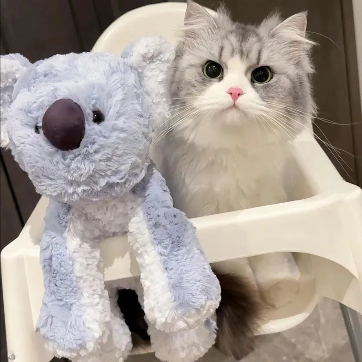 @kitten6725