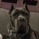 @canecorsostormi