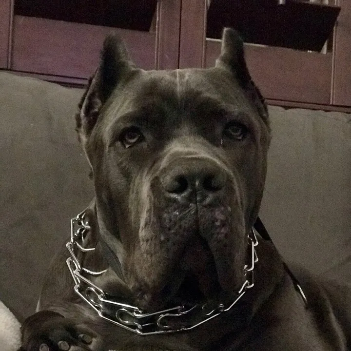 @canecorsostormi