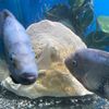 aquariumparadisenj