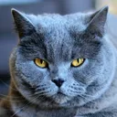 @chat.14