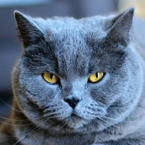 @chat.14