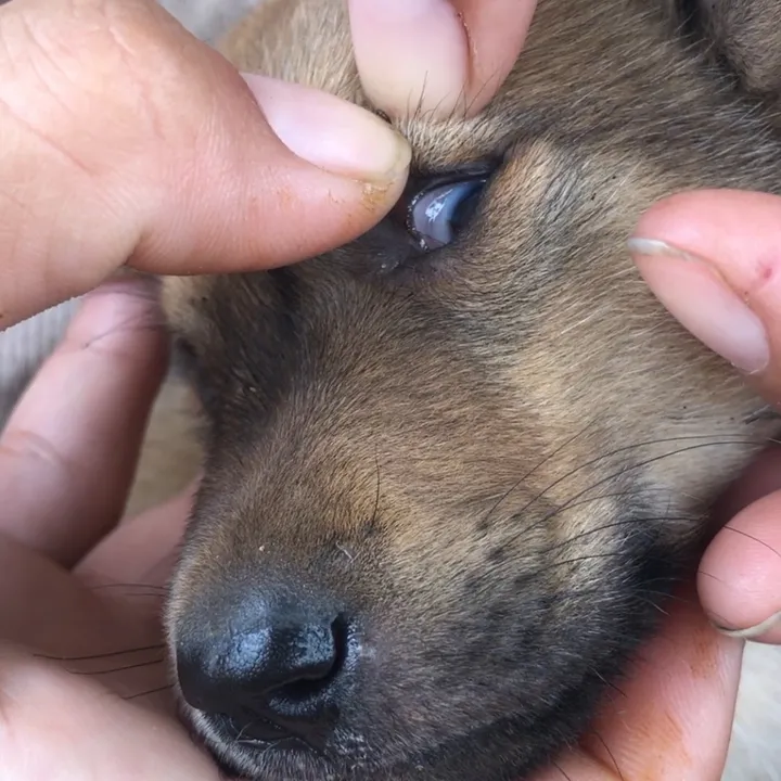lice.puppy.lovers
