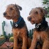 trufaymaximo.airedales