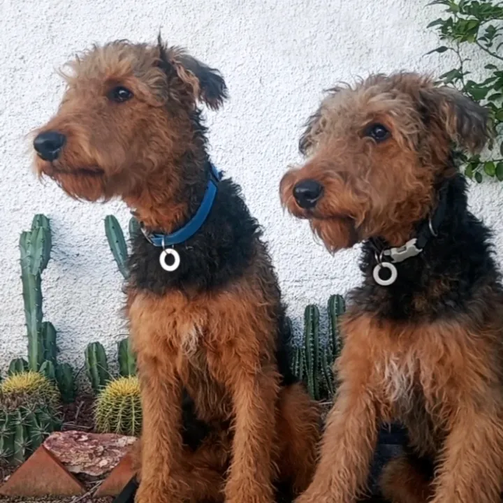 trufaymaximo.airedales