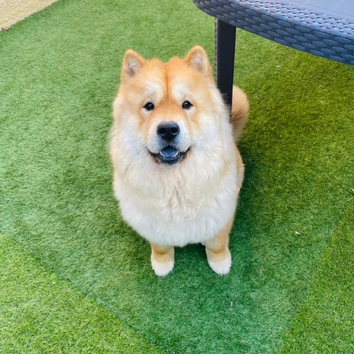 @titi.chowchow
