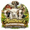 matthewsfeatheredfarm