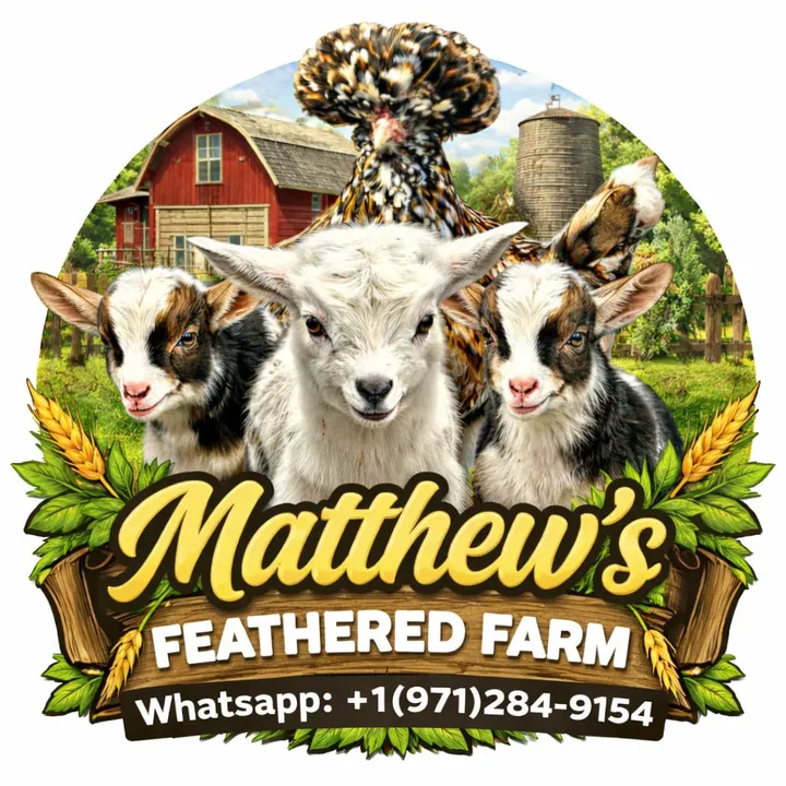matthewsfeatheredfarm