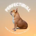 @perfectibull_uk