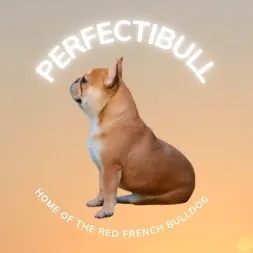 perfectibull_uk