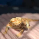 @mezzythedragon
