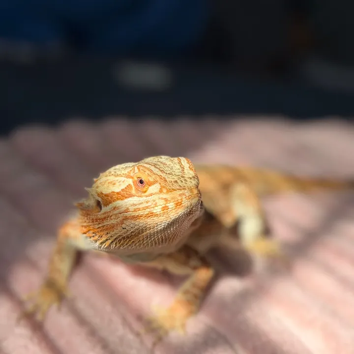 mezzythedragon