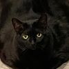 fifi.la.floof